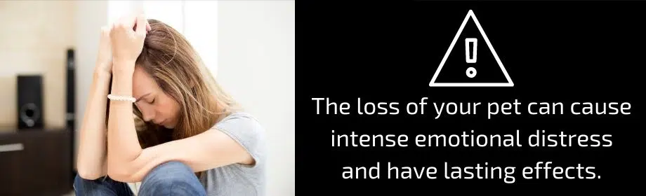 What If My Pet Is Injured On An Airplane In California